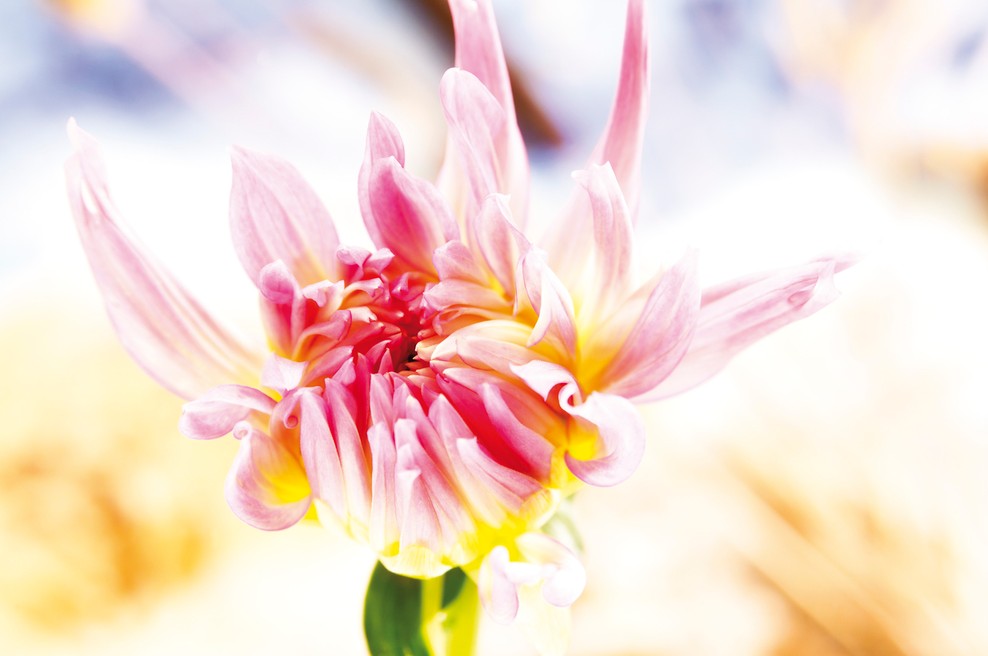 Sporočilo za današnji dan: Skrivnostnost. (foto: Profimedia)