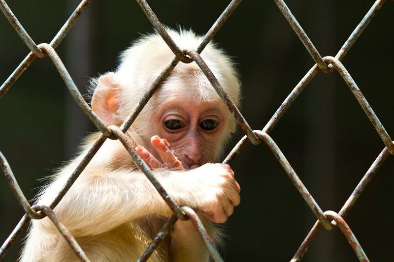 Jane Goodall: "Svoje življenje sem posvetila temu, da sem govorila v imenu živali."