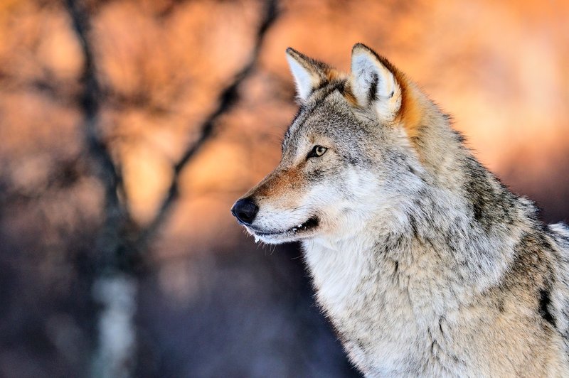 Volkovi kličejo na pomoč (foto: profimedia)