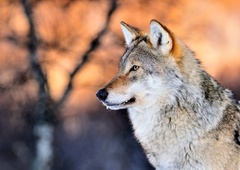 Najraje so sami: v teh znamenjih so rojeni največji volki samotarji
