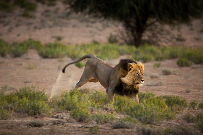Video: Cirkuški lev prvič občuti travo (foto: profimedia)