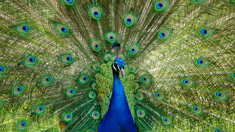 Zgodba za navdih: Primerjanje z drugimi odžene srečo stran