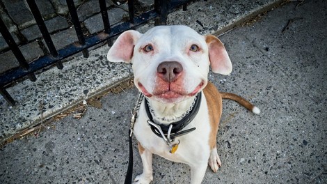 Foto: Naj pasji nasmeh