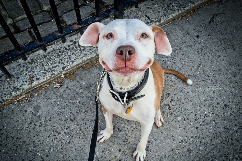 Foto: Naj pasji nasmeh (foto: profimedia)