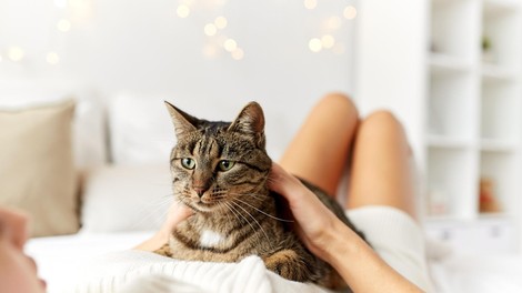 Mačka – odlična terapevtka