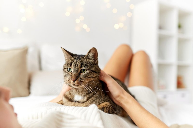 Mačka – odlična terapevtka (foto: profimedia)