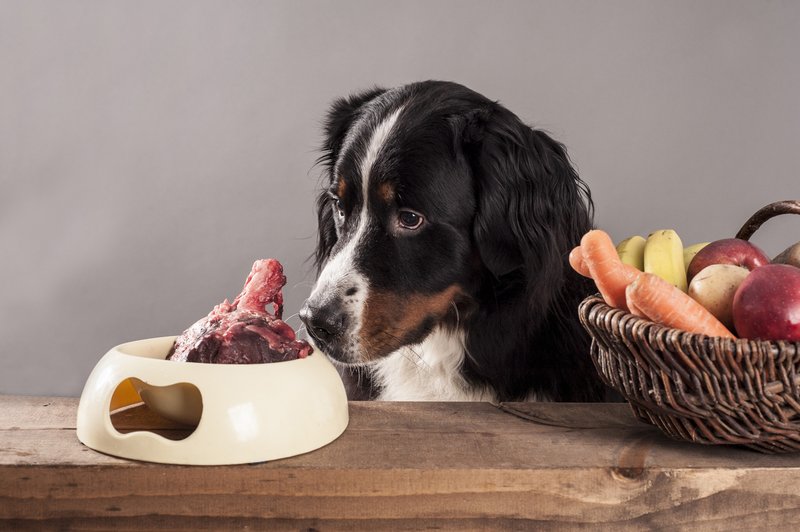 Katera hrana je za pse strupena (foto: profimedia)