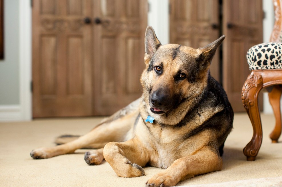 Video: Psička, ki obožuje Queene (foto: profimedia)