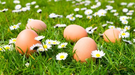 Česa o jajcih nočemo vedeti?