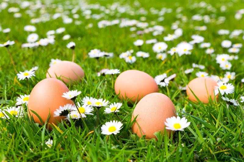 Česa o jajcih nočemo vedeti? (foto: profimedia)