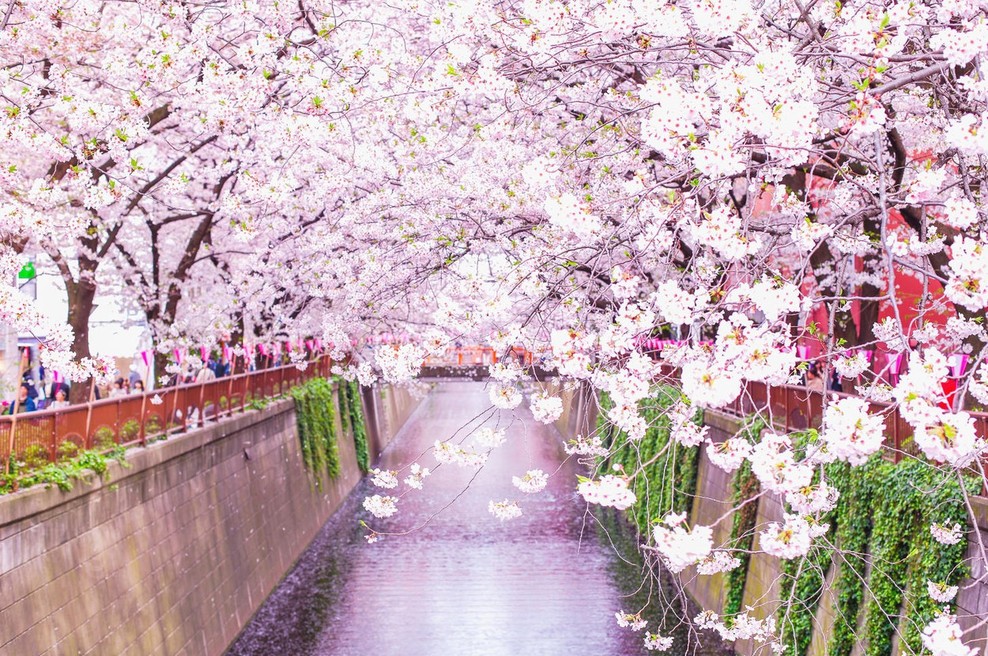 Zakaj bi si morali privoščiti japonski “Hanami” (foto: profimedia)