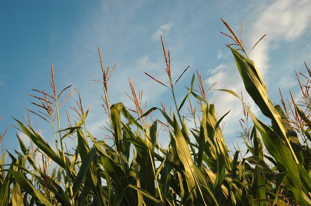 Skupna kmetijska politika potrebuje temeljito reformo! (foto: profimedia)