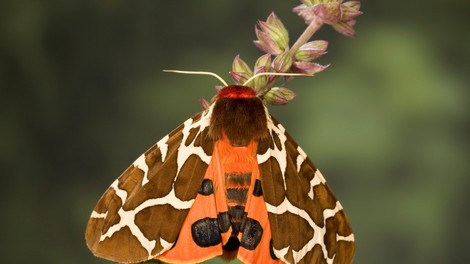 Zgodba: Strah nam zatemni in popači še tako lepe stvari