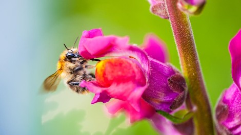 Moč čebeljega strupa pri pomlajevanju