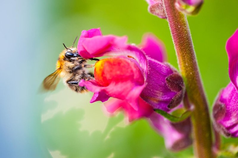 Moč čebeljega strupa pri pomlajevanju (foto: profimedia)