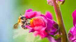 Moč čebeljega strupa pri pomlajevanju