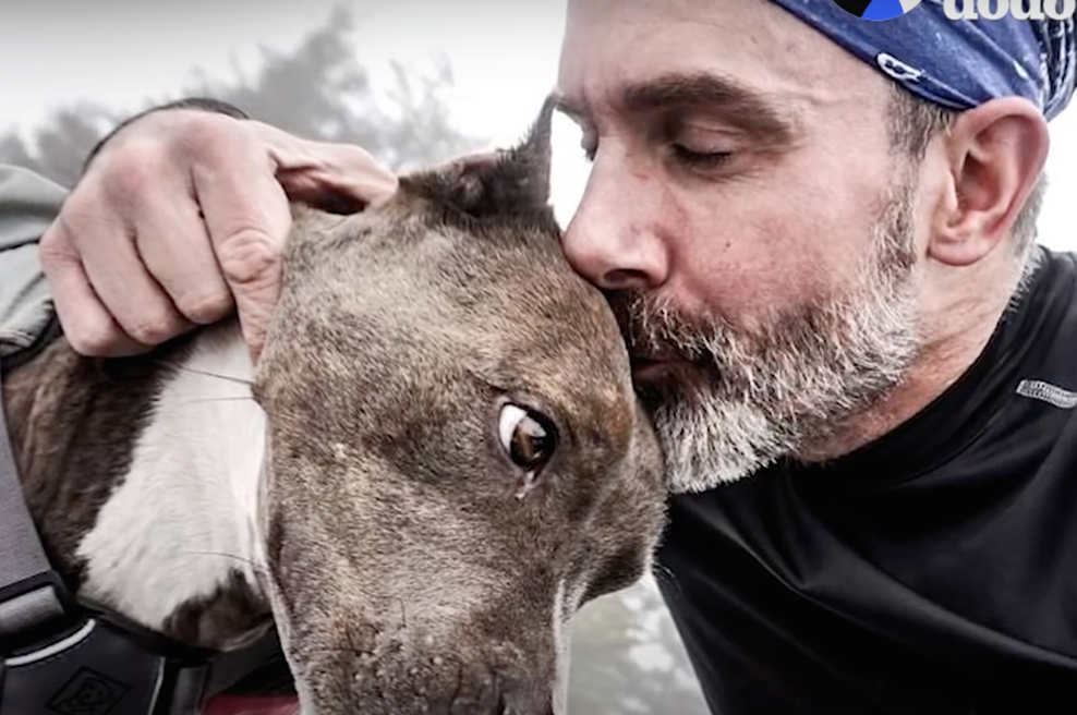 Video: Posvojena psička in zdravljen odvisnik sta se rešila (foto: youTube)