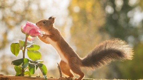 Ne pozabi se ustaviti in poduhati rož