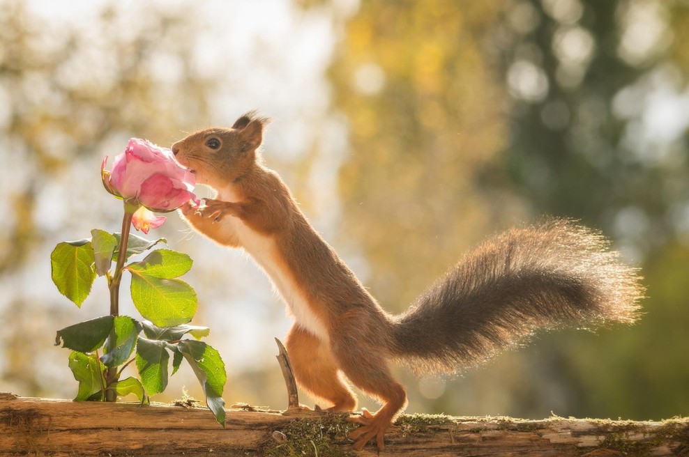 Ne pozabi se ustaviti in poduhati rož (foto: profimedia)