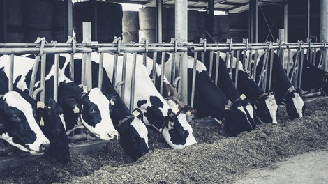 Mlečna industrija ugotavlja, da je kravje mleko preteklost