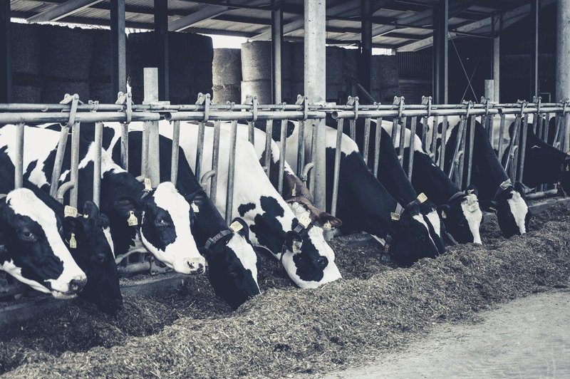 Mlečna industrija ugotavlja, da je kravje mleko preteklost (foto: profimedia)