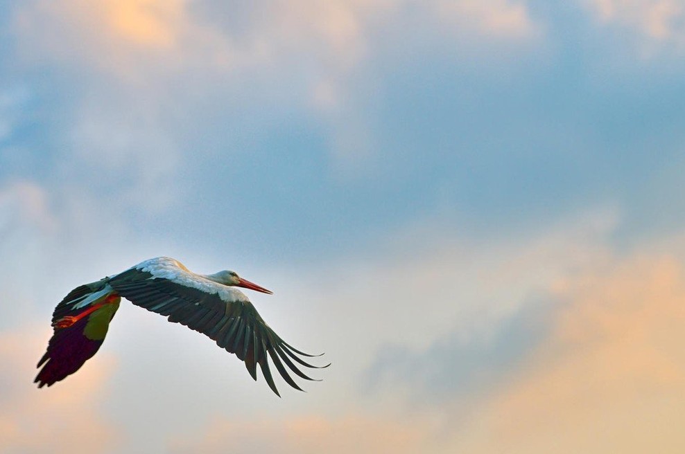 Video: Zgodba neke štorklje (foto: profimedia)
