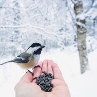 Ne pozabite na lačne ptičke! Lahko jim pripravite jabolka s semeni