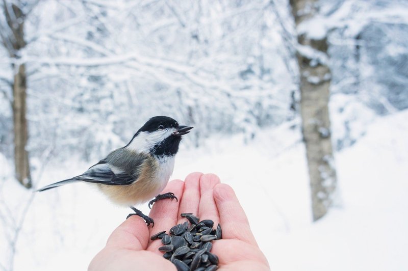 Ne pozabite na lačne ptičke! (foto: profimedia)