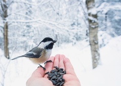 Ne pozabite na lačne ptičke! Lahko jim pripravite jabolka s semeni