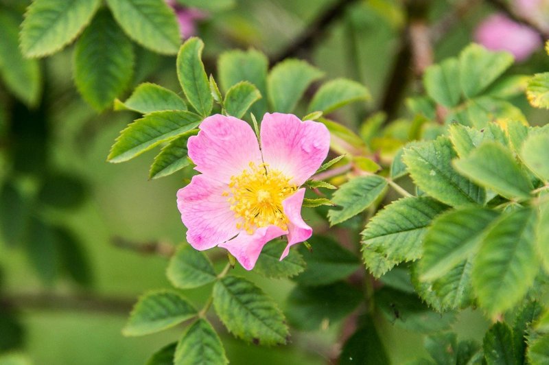 Divja vrtnica vam lahko pomaga, ko ste v stanju otopelosti, apatije in notranje praznine (foto: profimedia)