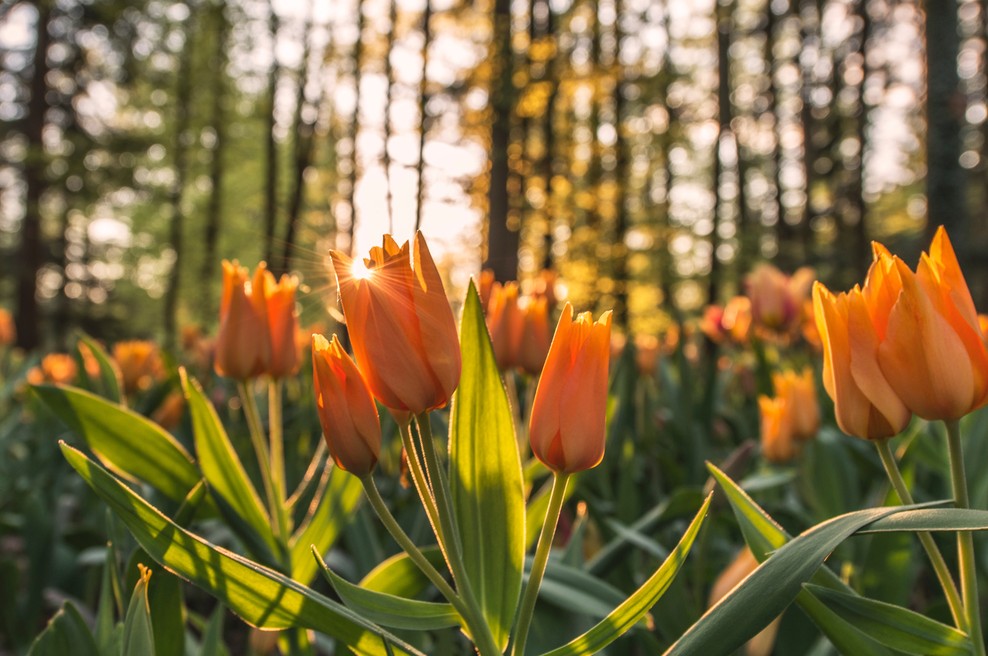 Tedenski horoskop od 14. do 20. 5. 2018 (foto: Aleš Krivec Unsplash)
