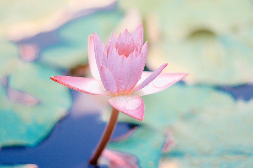 Sporočilo za današnji dan: Ego (foto: Unsplash.com)