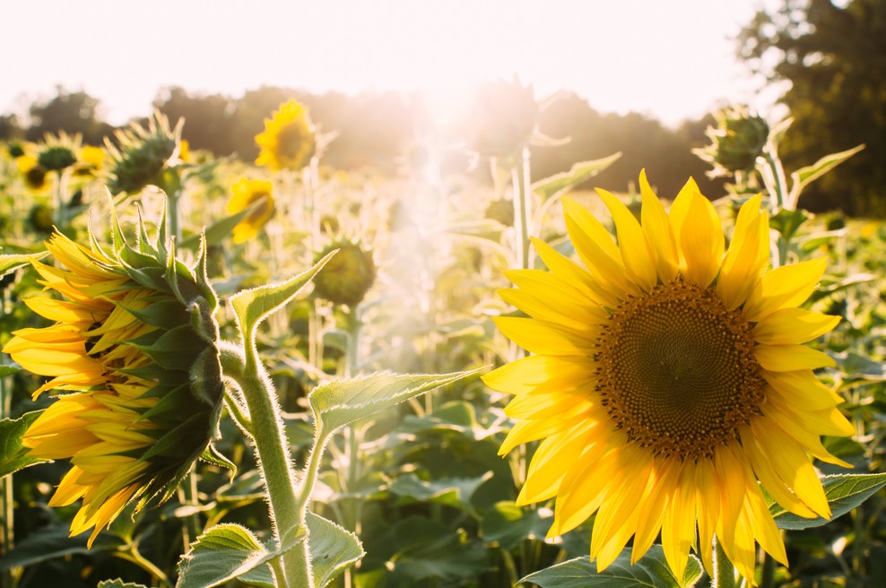 Tedenski horoskop od 21. do 27. 5. 2018 (foto: Unsplash.com)