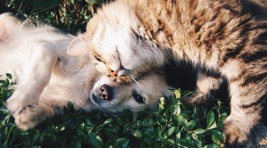 Kakšna je razlika med ljudmi, ki imajo raje pse in tistimi, ki imajo raje mačke? (foto: Unsplash.com)