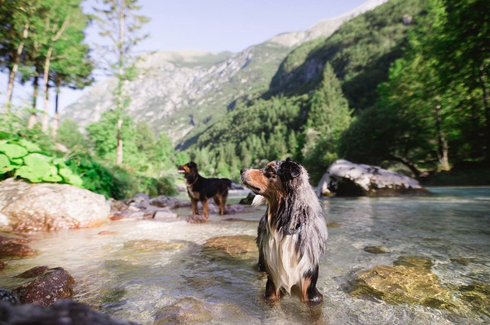 Pasji kamp ob reki Soči (foto: Katja Jemec)