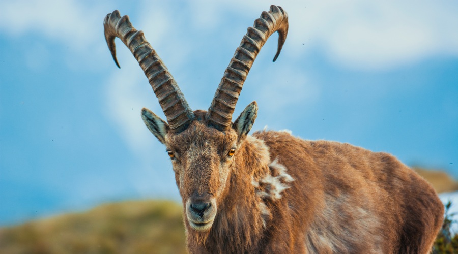 Polna luna v kozorogu: Vedno imamo na izbiro svobodo (foto: Unsplash.com)