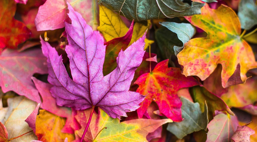 Oktober: Rez preteklosti in karme (foto: Unsplash.com)