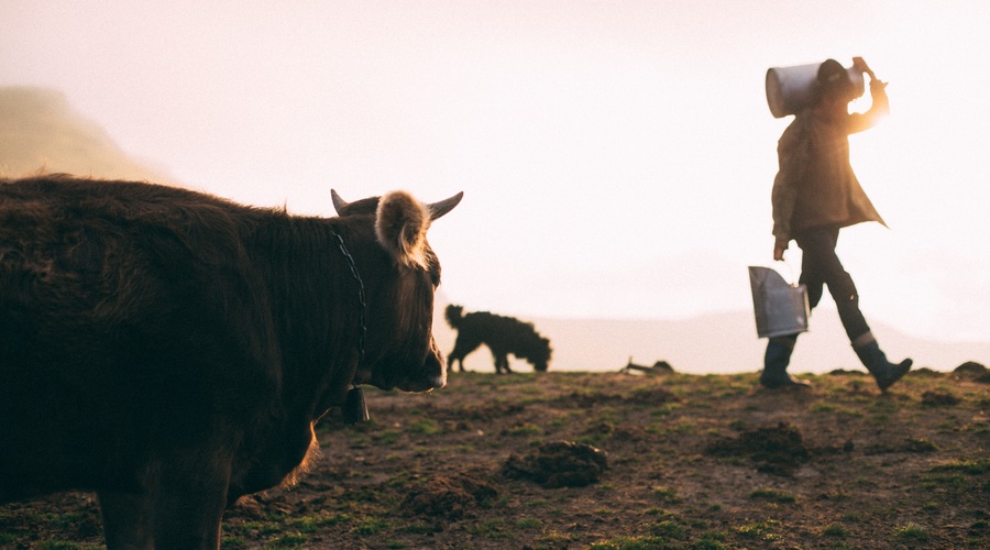 8 razlogov, zakaj ne pijemo kravjega mleka (foto: Unsplash.com)