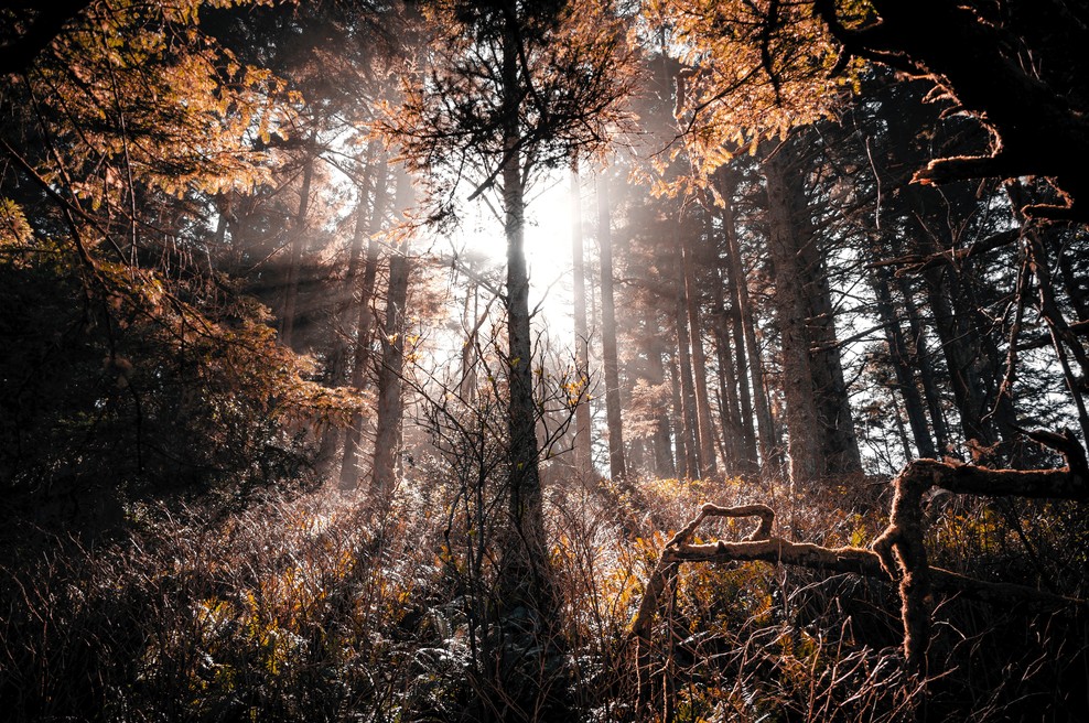 Kaj je pri smrti dobrega? (foto: Unsplash.com)