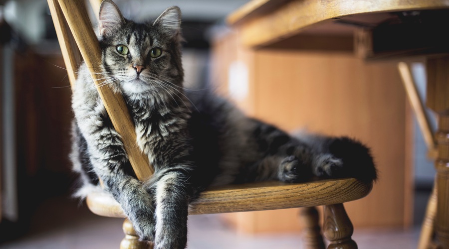 Znanstveniki dokazali, da imajo mačke vendarle rade ljudi (foto: Unsplash.com)
