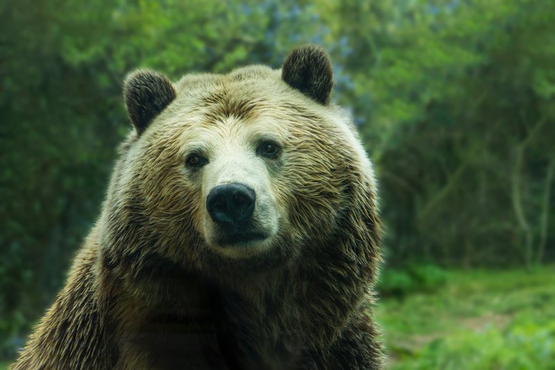 Kaj o nas pove odgovor na vprašanje, ali bi v gozdu raje obtičali z medvedom ali nepoznanim moškim?