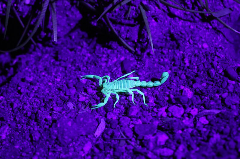 Kaj nam prinaša mlaj v škorpijonu (7. 11.) (foto: Unsplash.com)