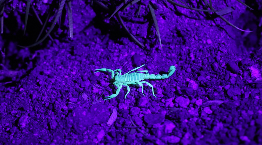 Kaj nam prinaša mlaj v škorpijonu (7. 11.) (foto: Unsplash.com)