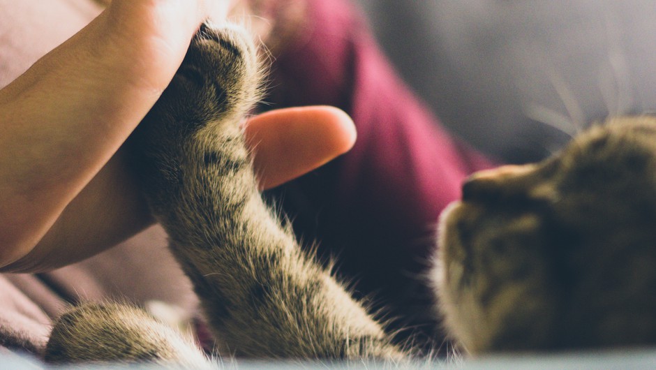 Kaj sporočajo mačje oči, geste in mijavkanje (foto: Jonas Vincent, Unsplash)