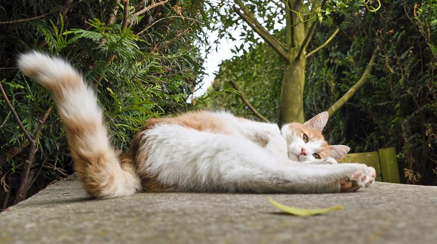 Kaj pomeni, če mačka maha z repom? (foto: pixabay)