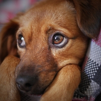 Pred uporabo pirotehničnih izdelkov pomislite na druge. Na tiste, ki bodo zaradi vas trpeli.