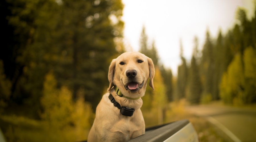 Psi lahko v človeku vzbudijo brezpogojno ljubezen (foto: Unsplash.com)