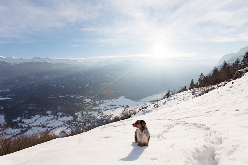 Tečaj: Kako varno v gore s psom? (foto: Katja Jemec)