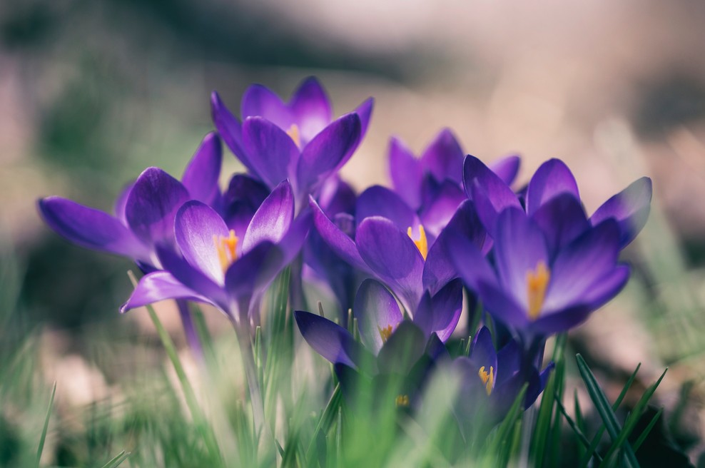Kitajski horoskop od 19. do 24. 3. 2019 (foto: Unsplash.com)