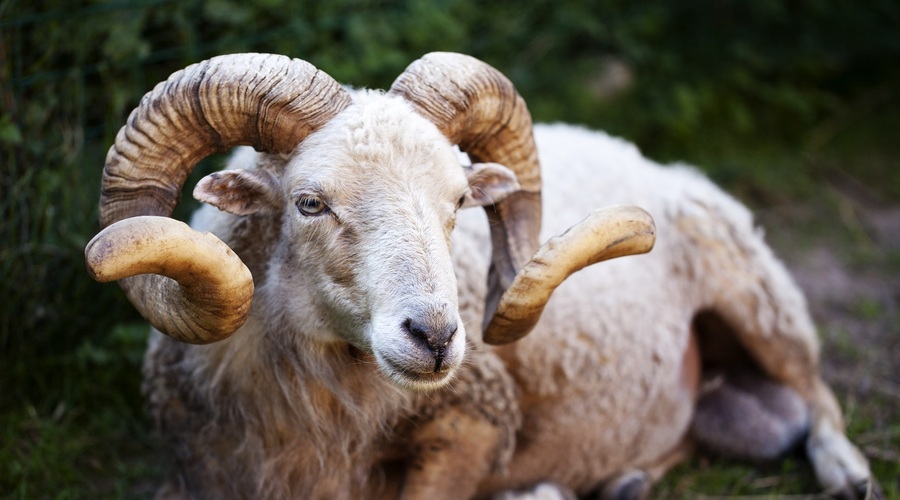 Ovni praznujejo. Kako jih presenetiti? (foto: pixabay)